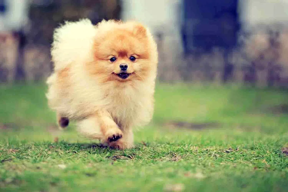 Pomeranian Puppy