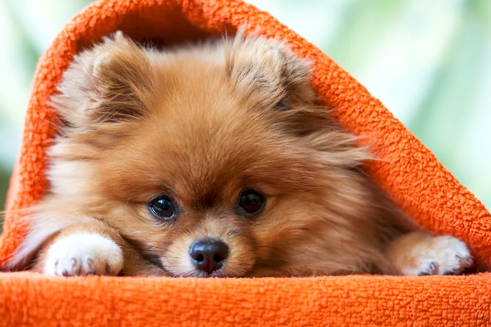 Pomeranian Poopy
