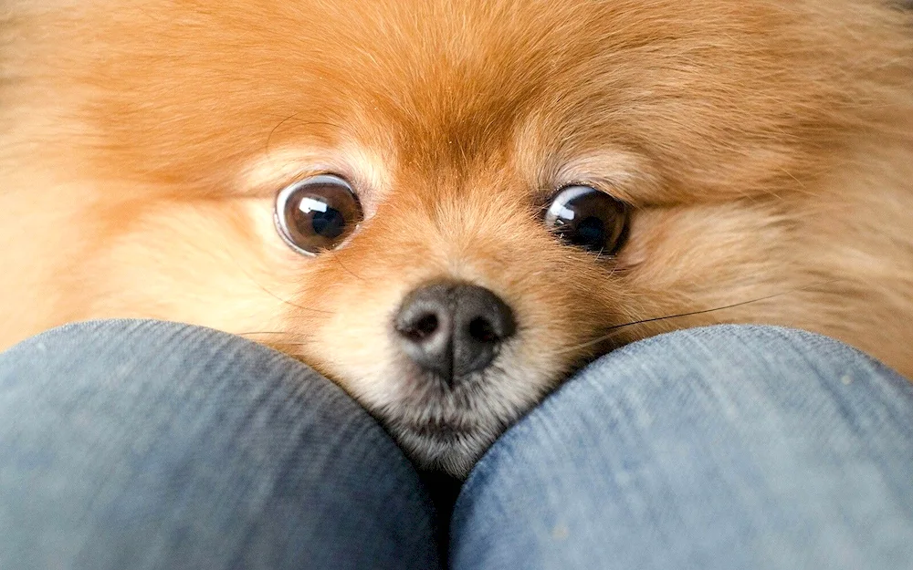 Pomeranian Spitz BOO