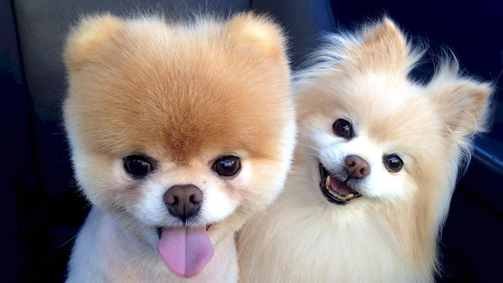 Spitz Boo