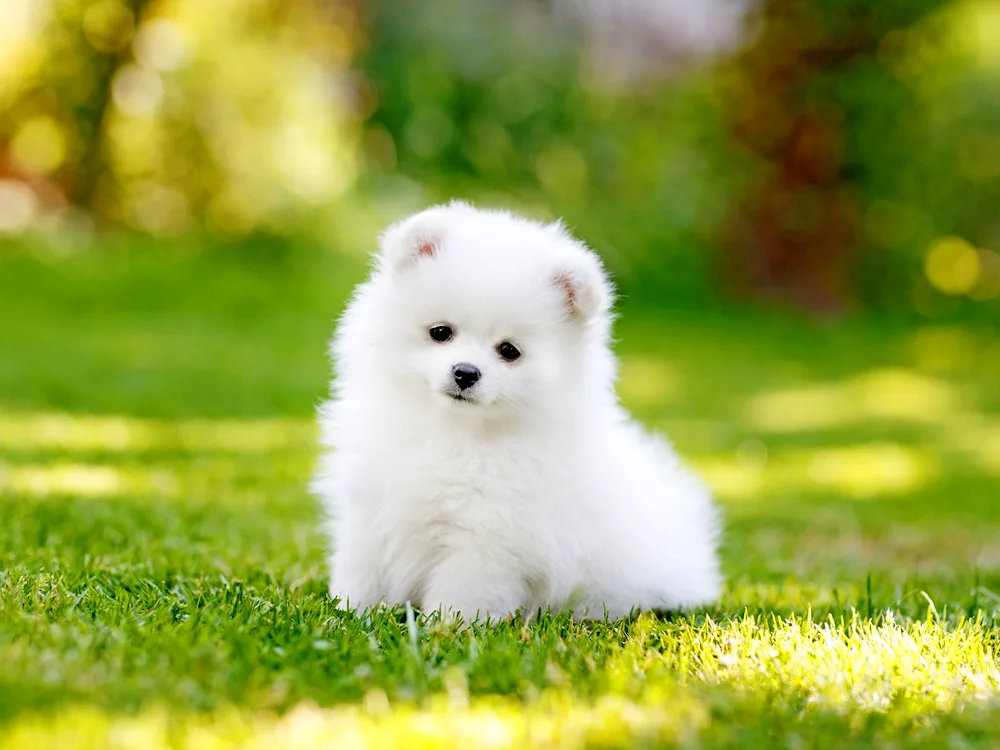 Little White Doggy