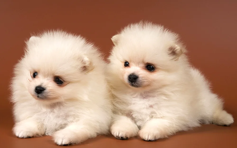 Pomeranian Puppy