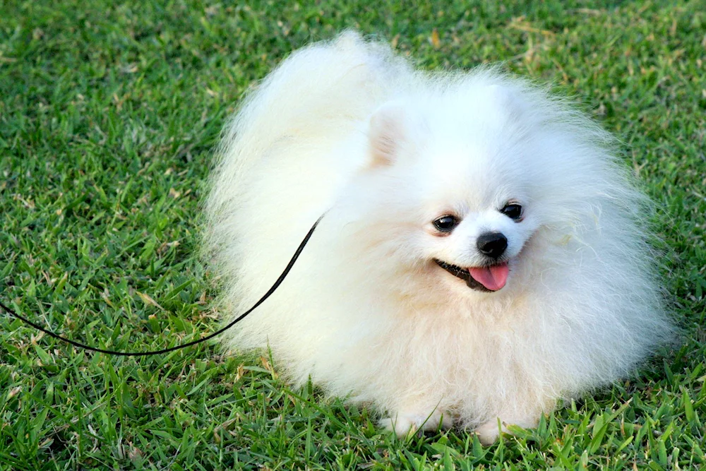 Pomeranian Spitz Pomeranian