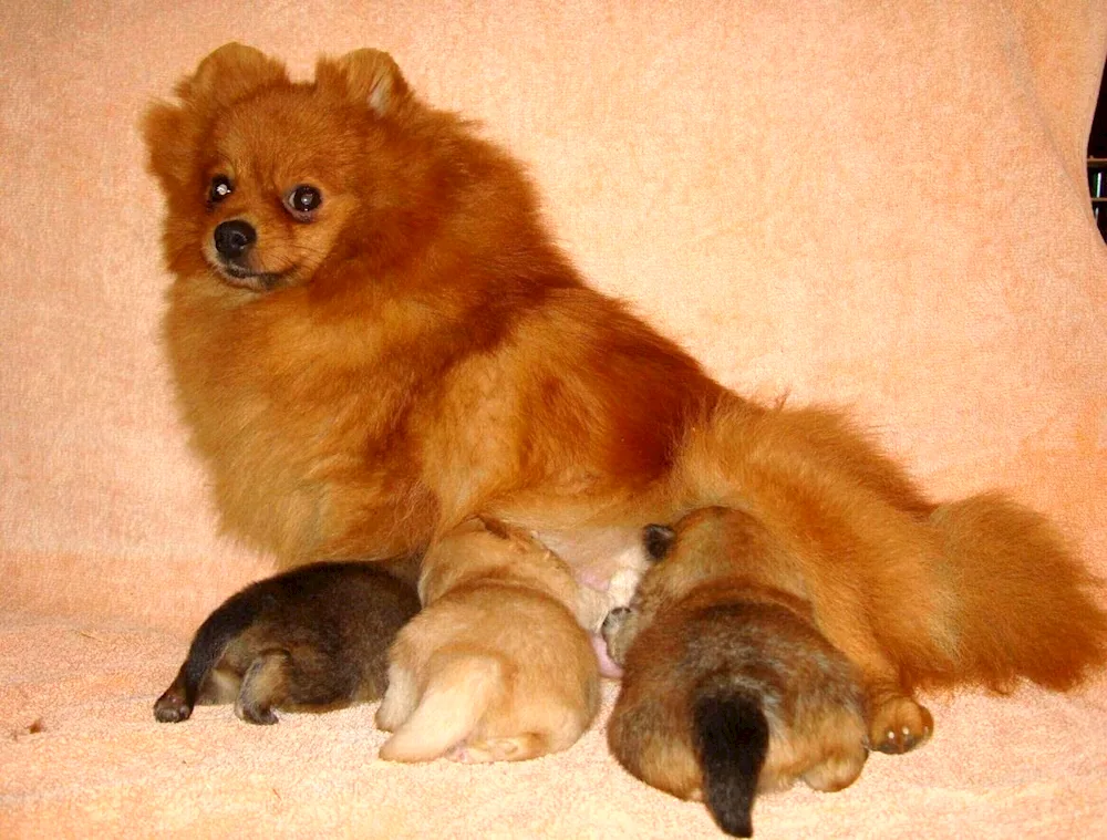 Newborn Spitz puppy