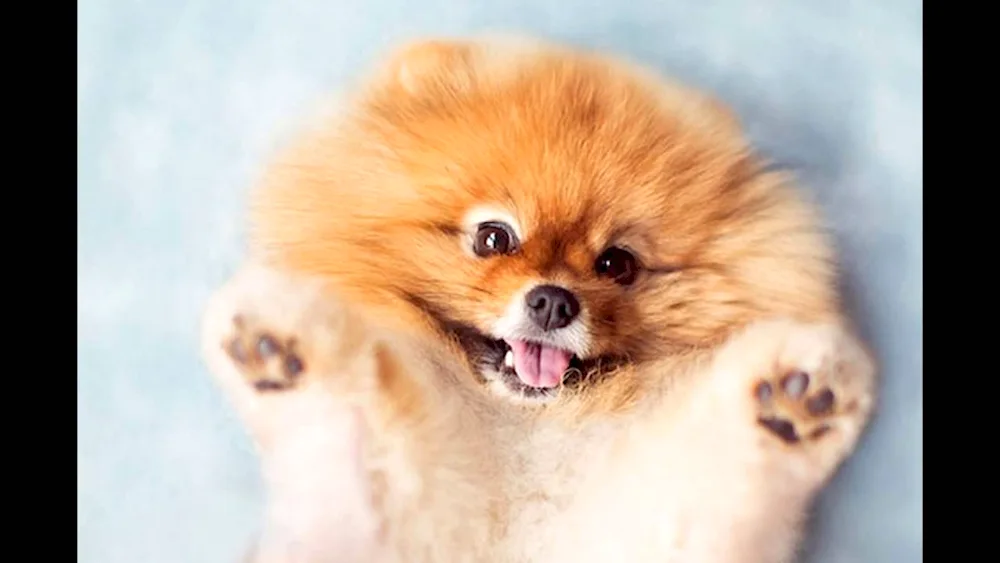 Korolevsky Pomeranian Spitz