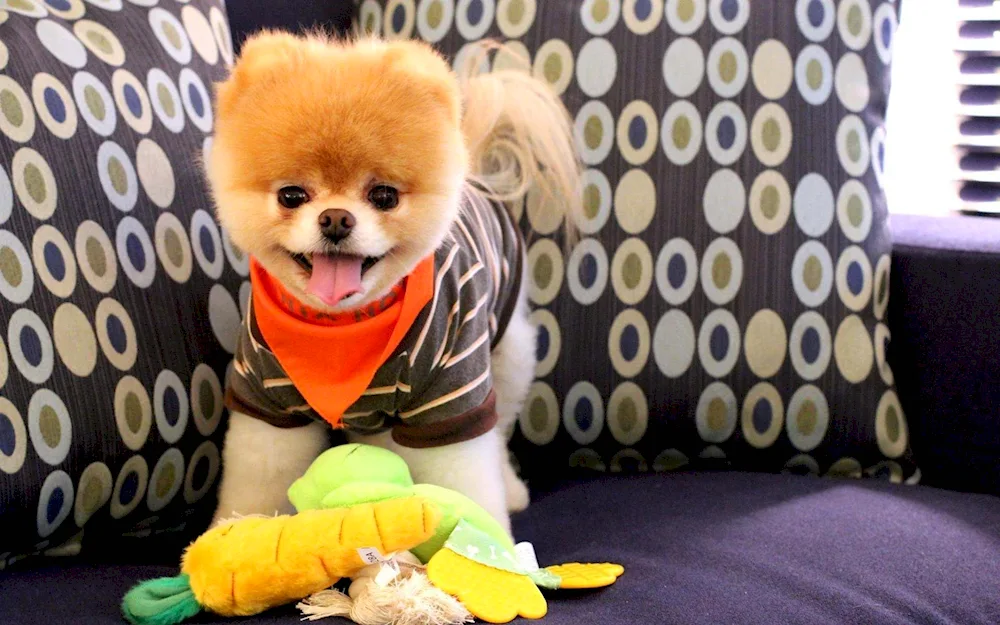 Pomeranian Spitz BOO