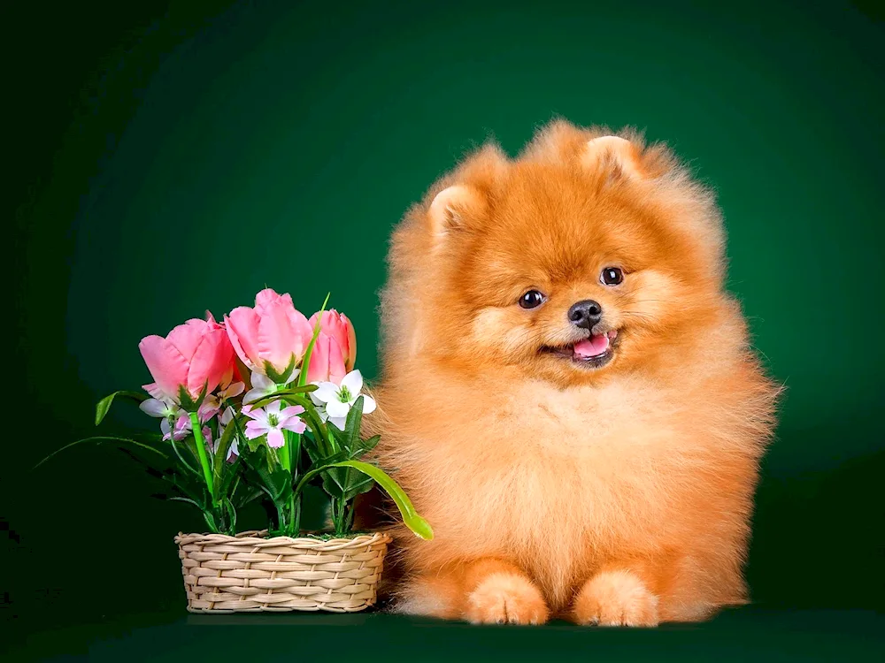 Pomeranian Spitz 2 years old