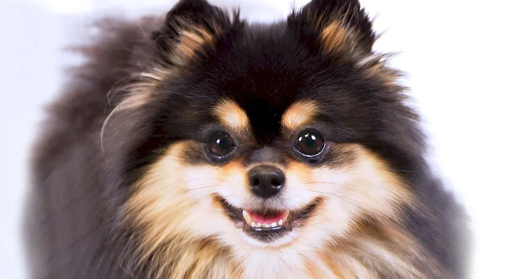 Pomeranian Spitz