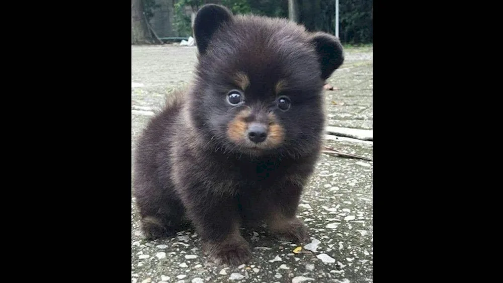 Furry Curly Dog