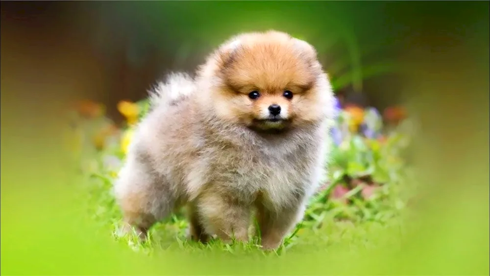 Dwarf Spitz Fluffy