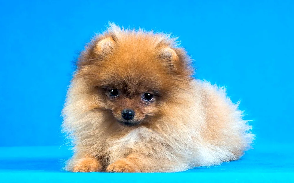 Pomeranian Spitz