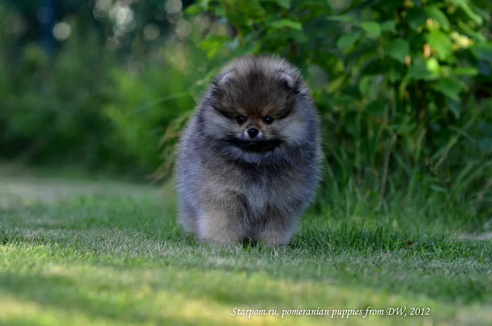 Pomeranian Spitz