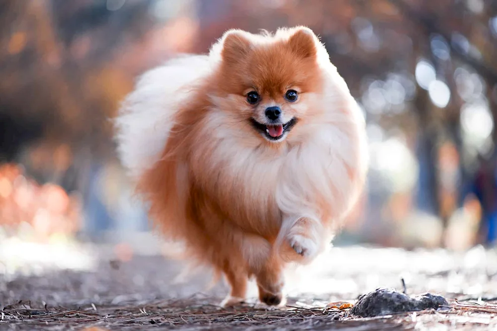 Samoyed dog