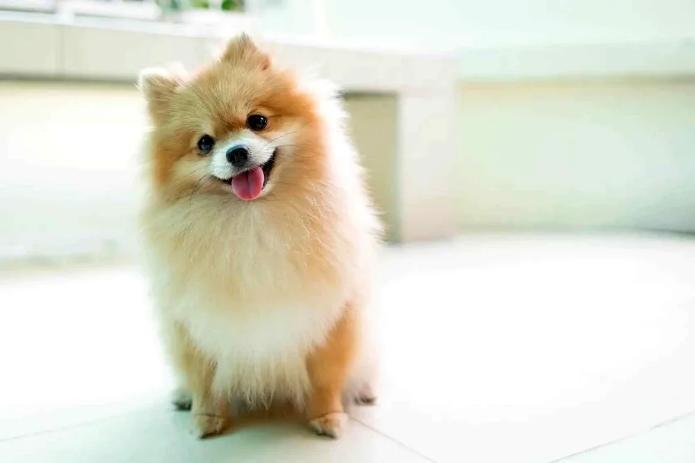 Pomeranian Spitz Terrier