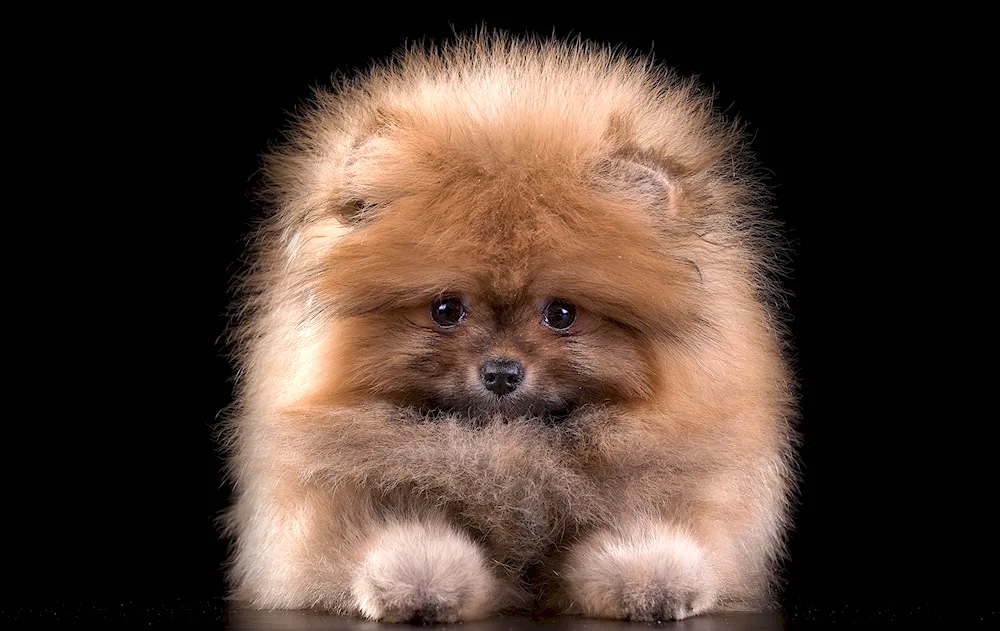 Pomeranian Spitz black