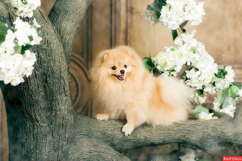 Pomeranian Spitz