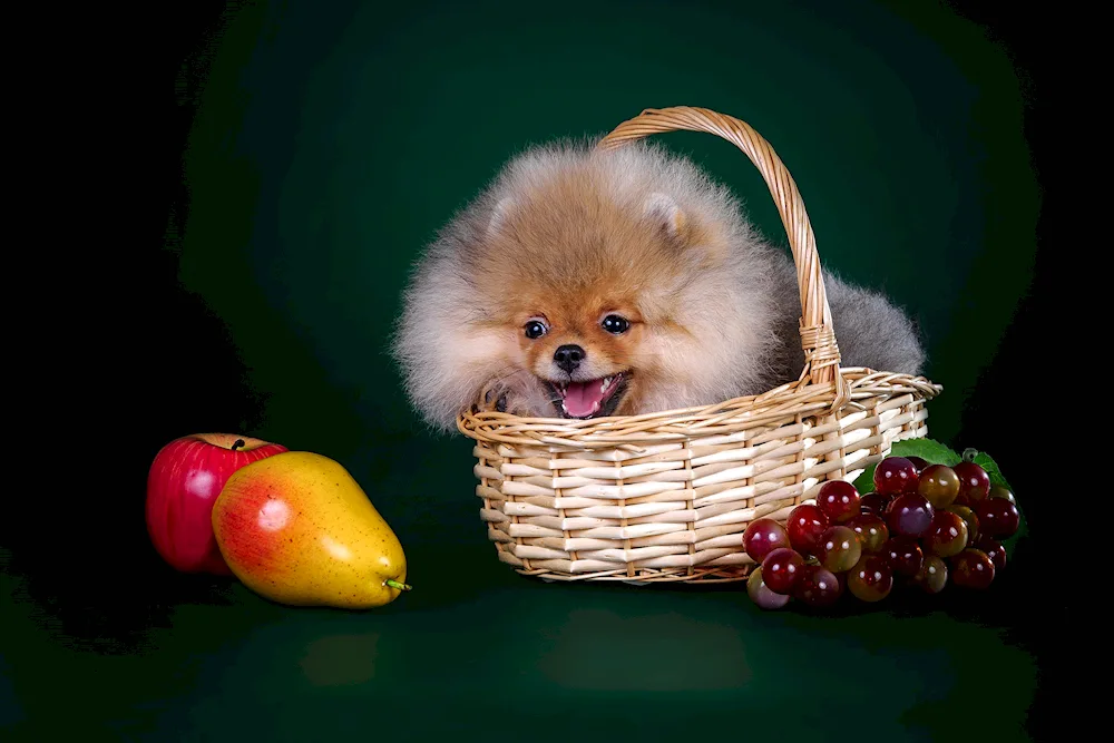 Pomeranian Spitz