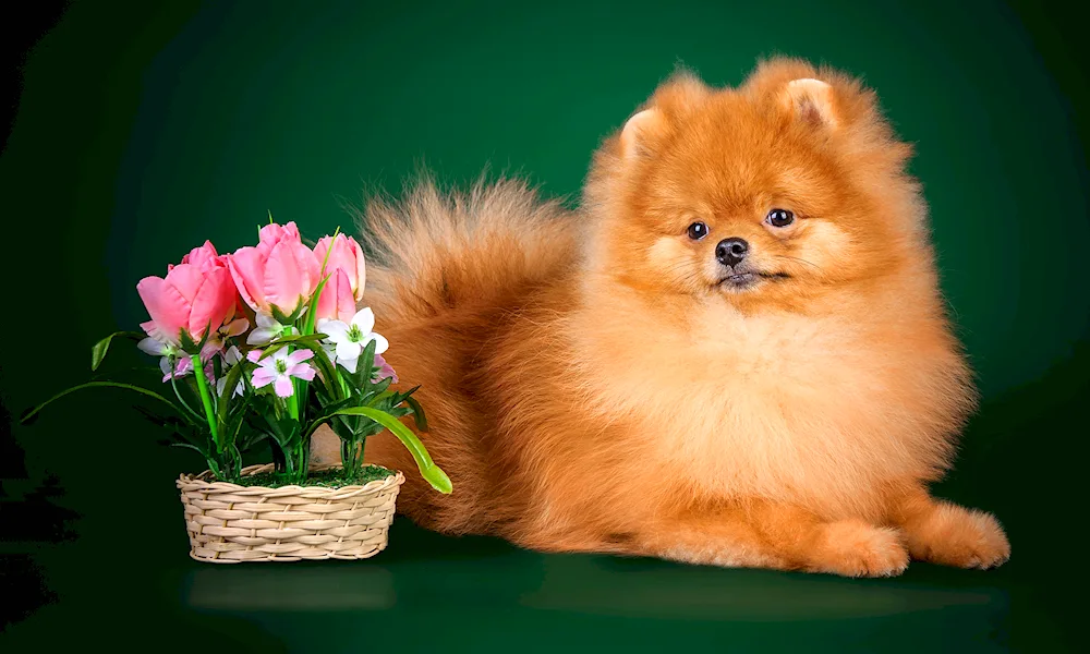 Pomeranian Terrier