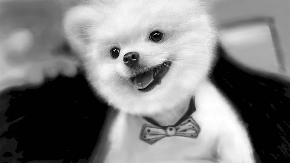 Pomeranian Spitz