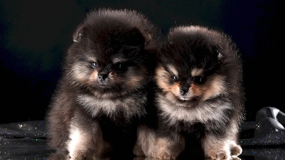 Pomeranian Spitz