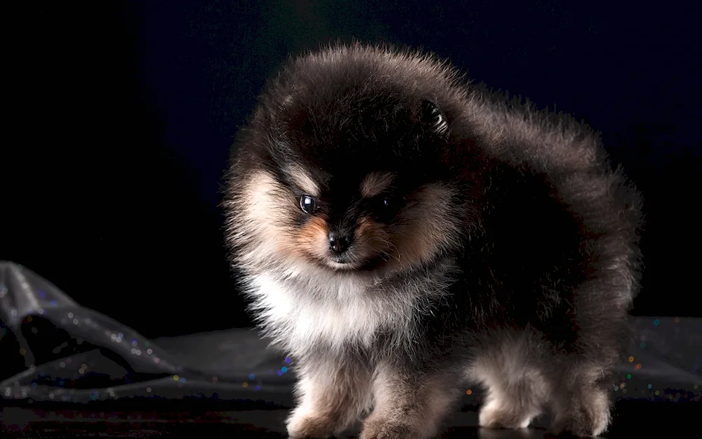 Pomeranian Spitz black