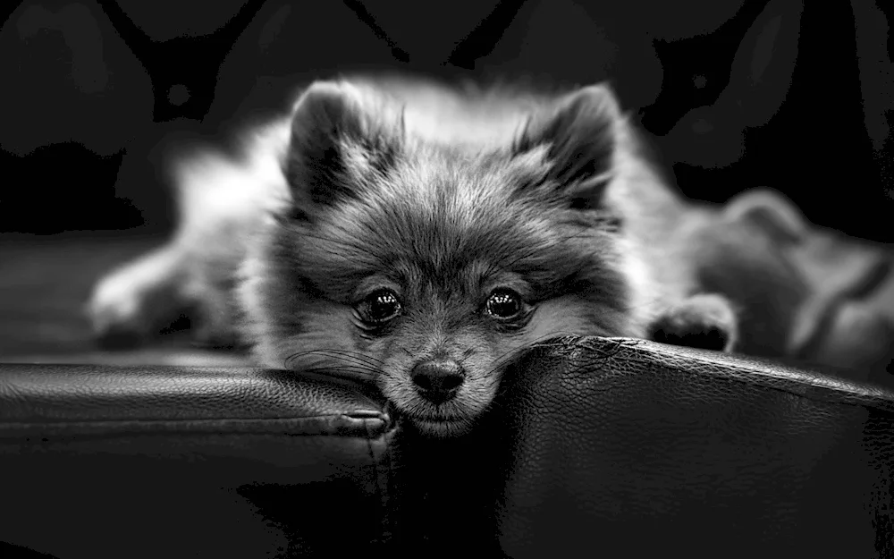 Pomeranian Spitz black