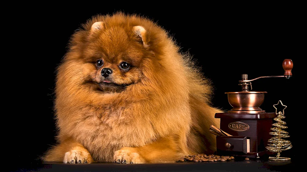 Pomeranian Spitz black