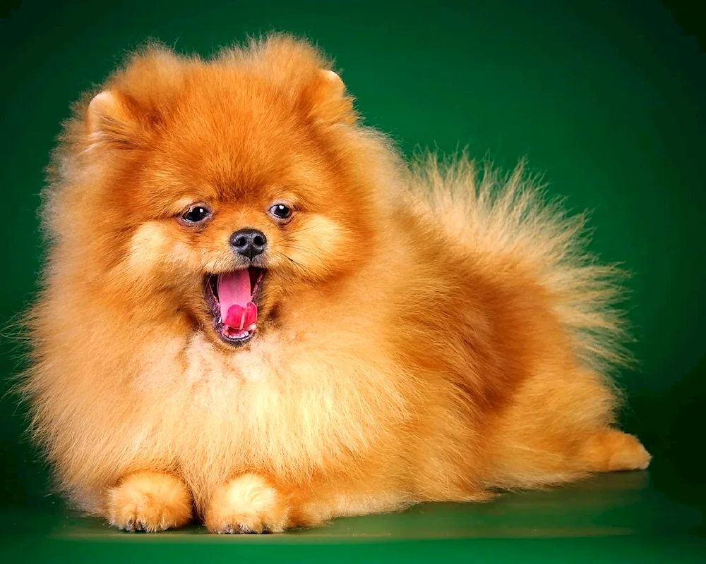 Pomeranian Spitz