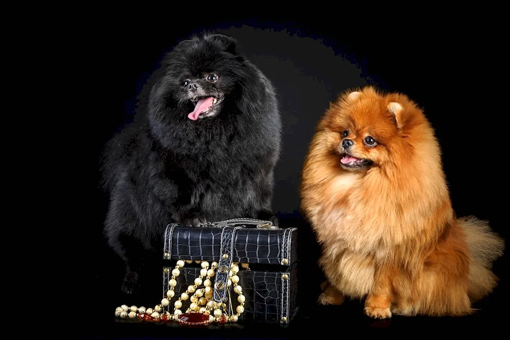 Semoyed Spitz