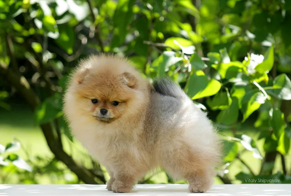 King Spitz