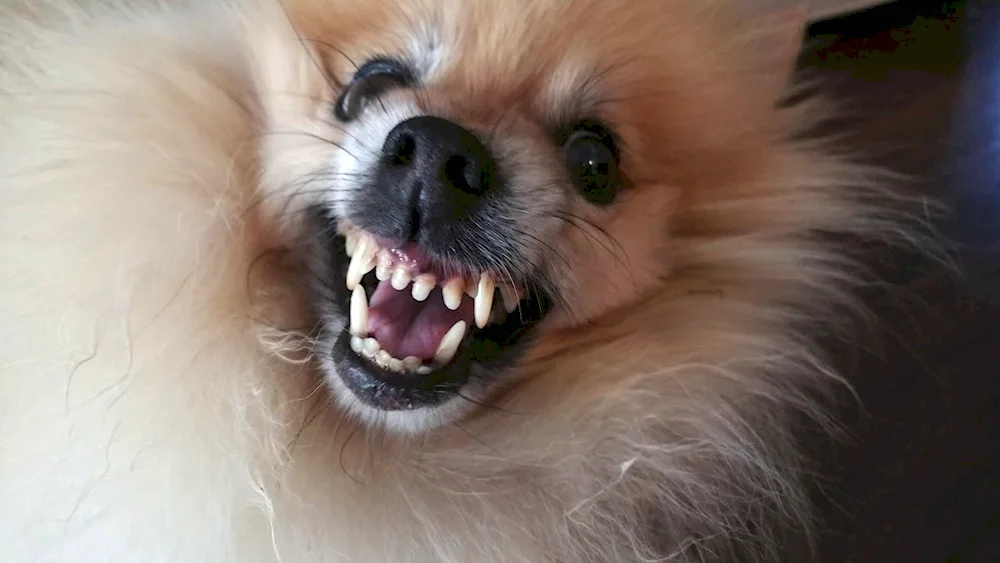 Pomeranian Spitz 6