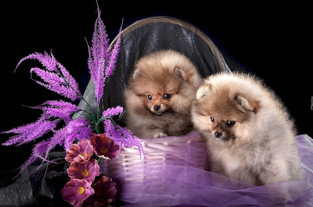 Pomeranian Spitz