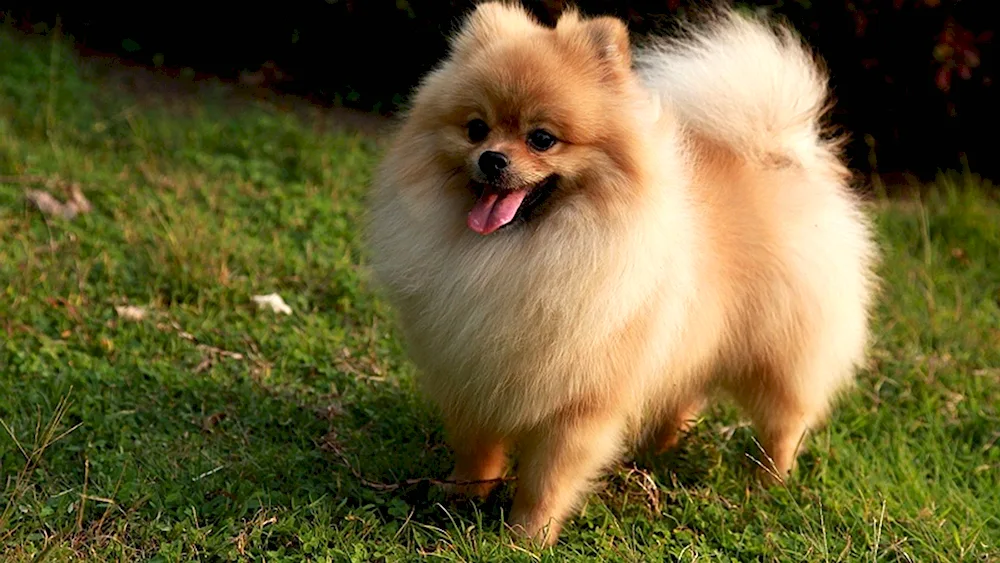 Pomeranian Spitz. Spitz Puppi