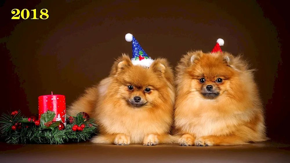 Pomeranian Spitz in a basket