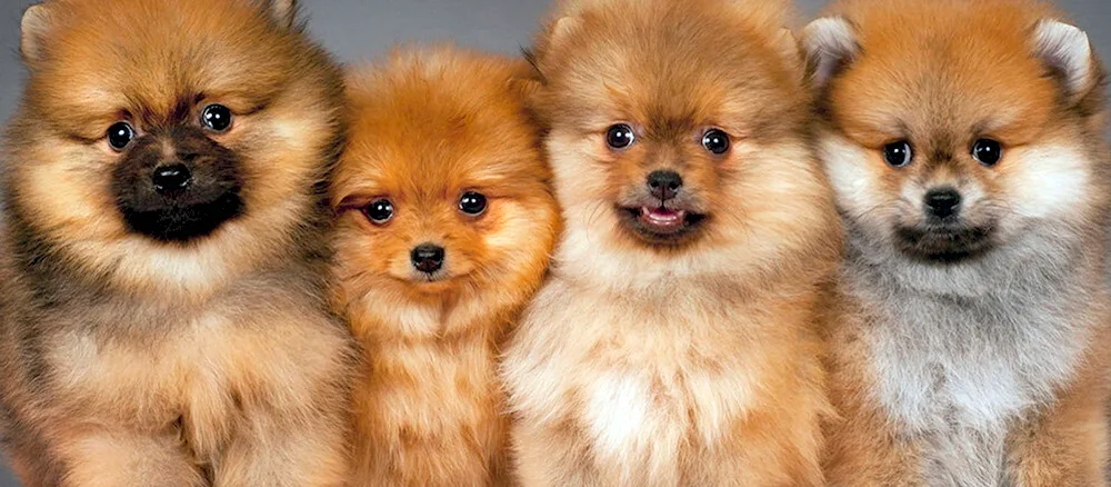 Pomeranian Spitz