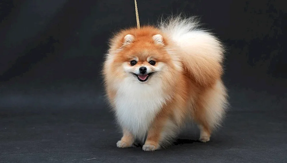 Pomeranian Spitz