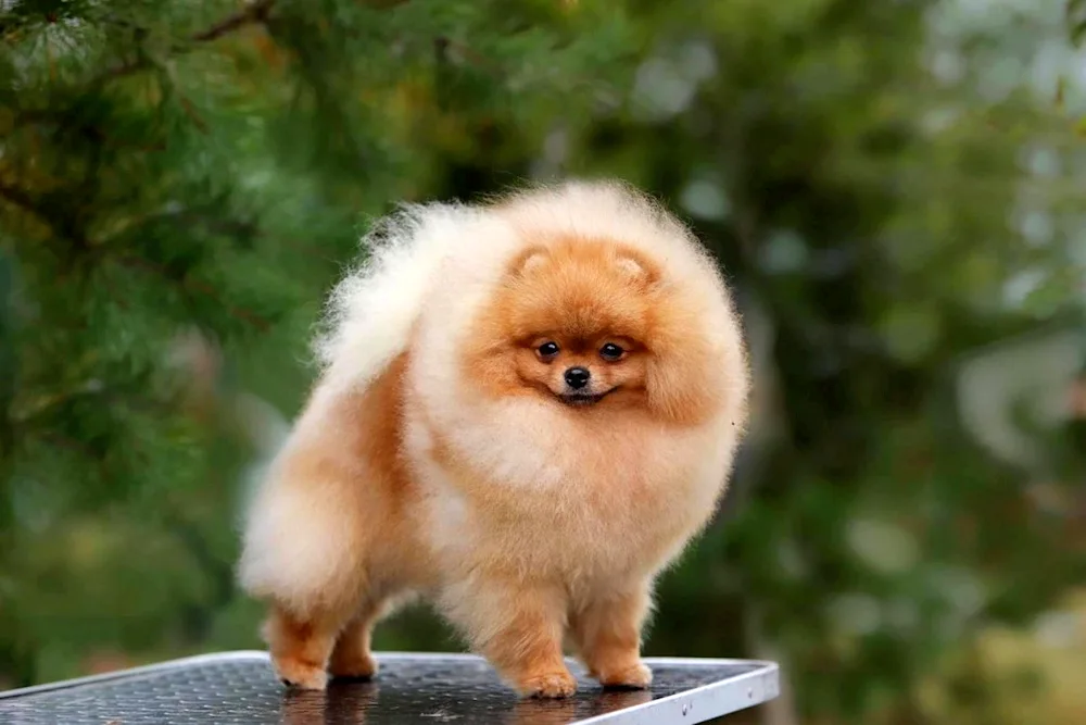 Dog Spitz Pomeranian