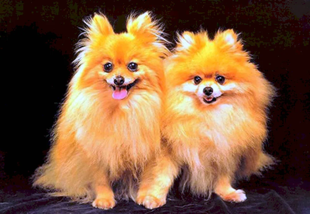 Pomeranian Spitz