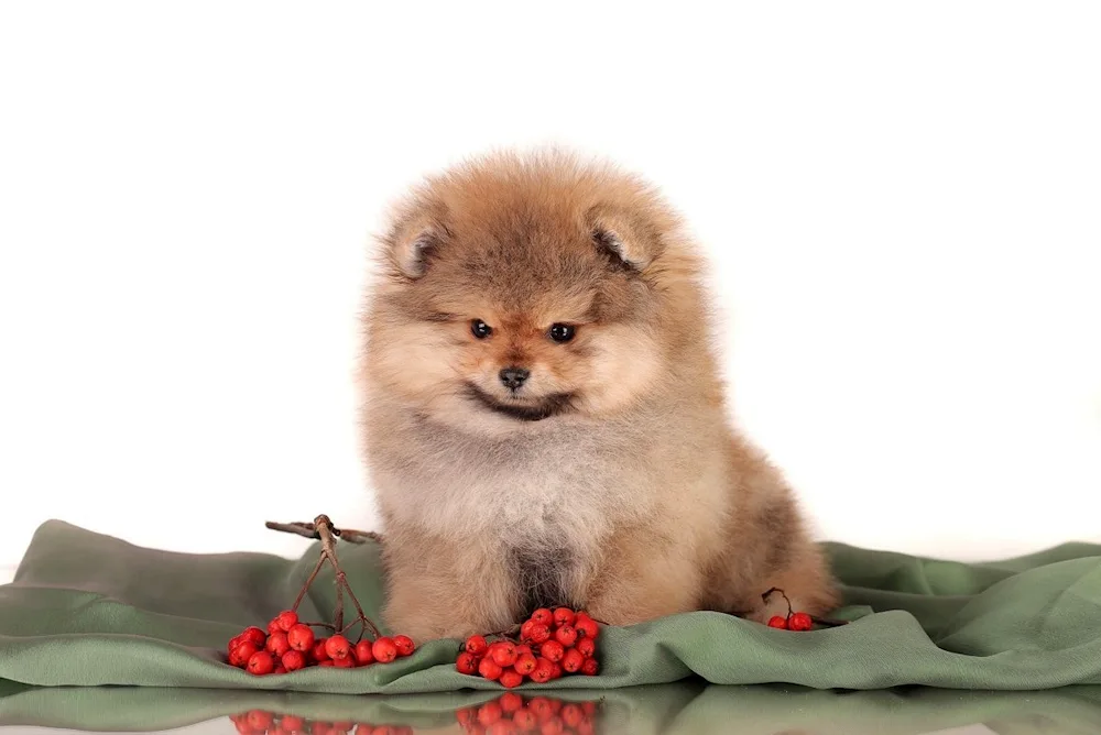 Pomeranian Spitz Boo