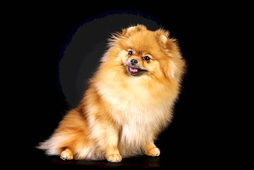 Pomeranian Spitz