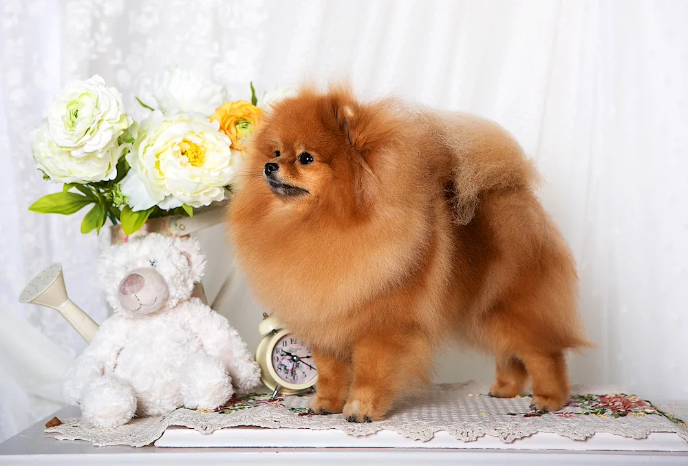 Pomeranian Spitz