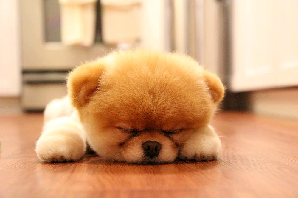 Cute dogs