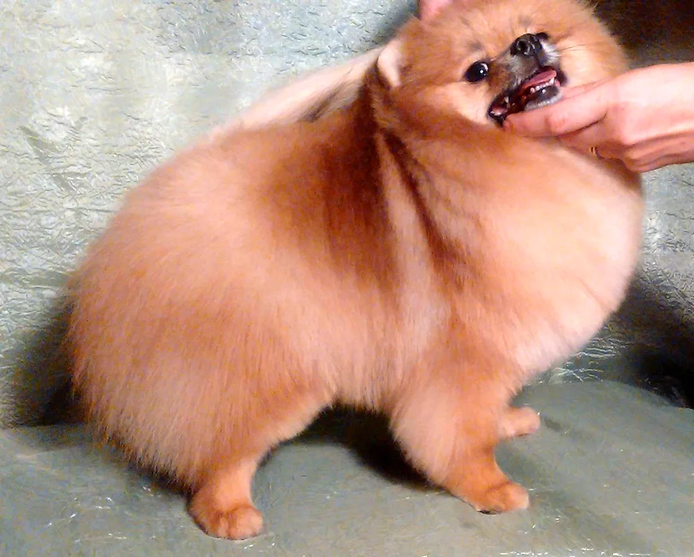 Pomeranian Spitz alopecia.
