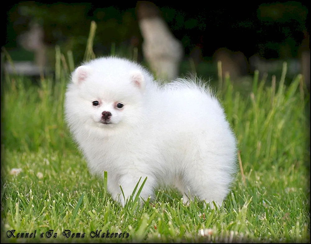 Chinese Spitz