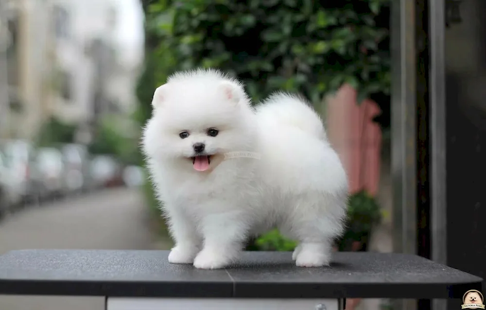 Pomeranian Spitz White