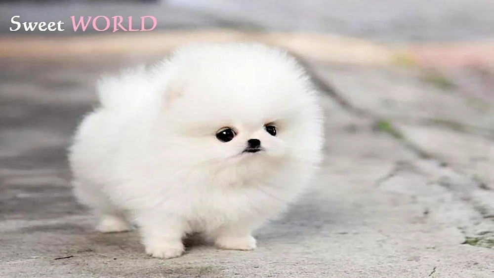 Pomeranian Spitz White