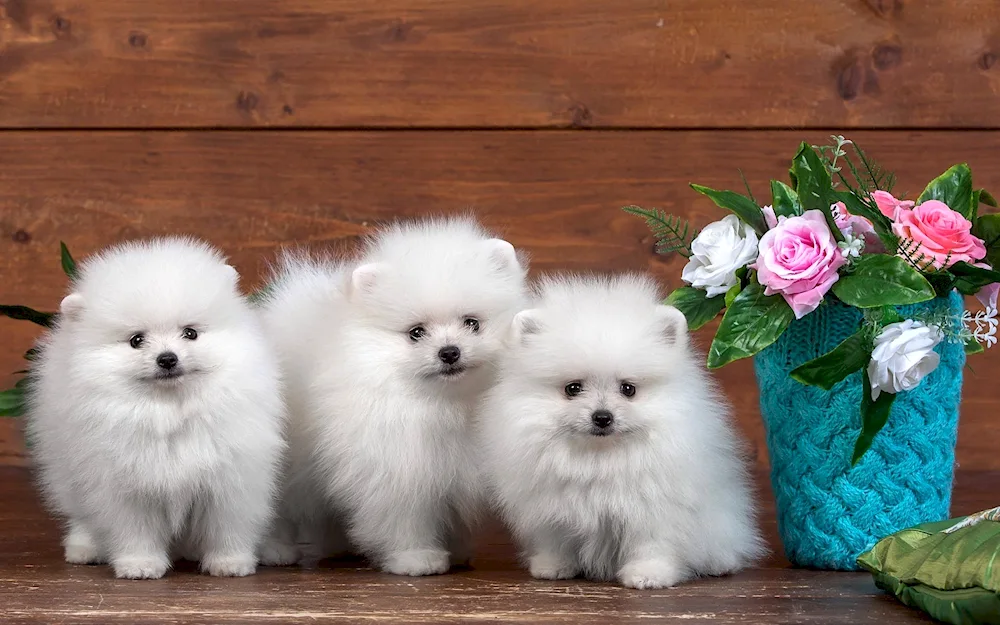 Pomeranian Spitz Little White Dog