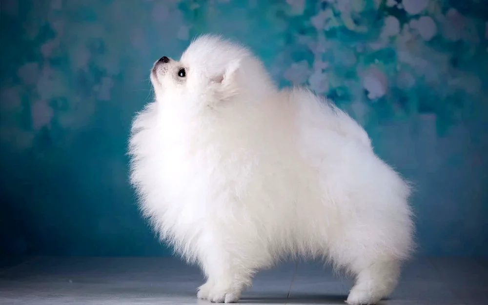 Pomeranian Spitz White