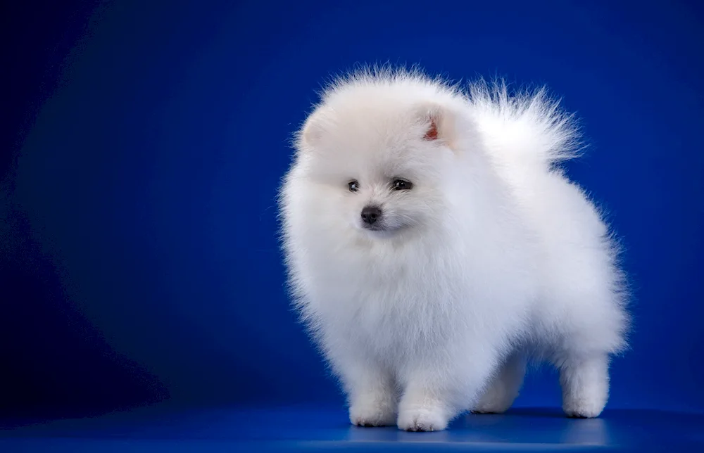 Pomeranian Spitz White