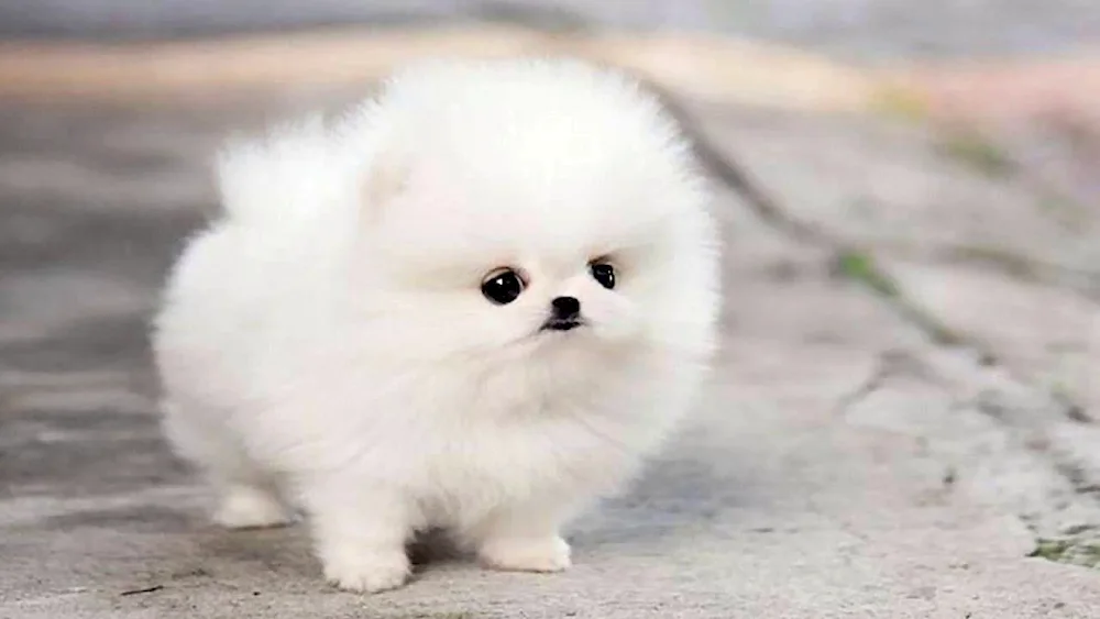 Pomeranian Spitz White